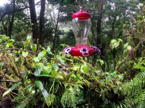 12 Butterfly and Hummingbird Garden 2