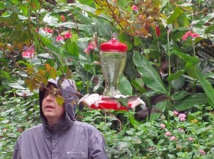 15 Butterfly and Hummingbird Garden