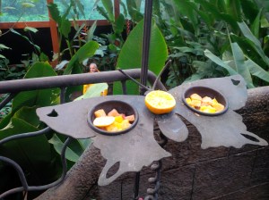 16 Butterfly and Hummingbird Food