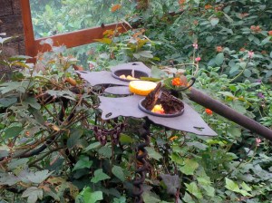 17 Butterfly and Hummingbird Food 2